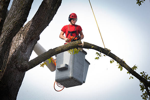 Residential Tree Removal in Pikeville, TN